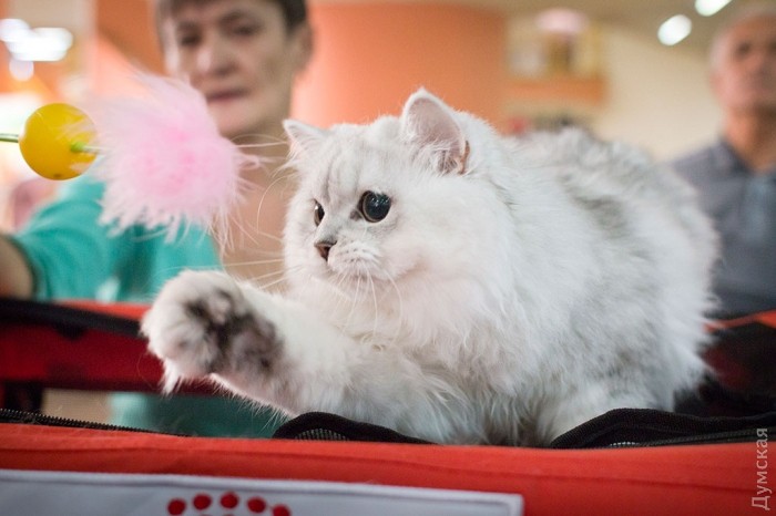 Серебристая шиншилла