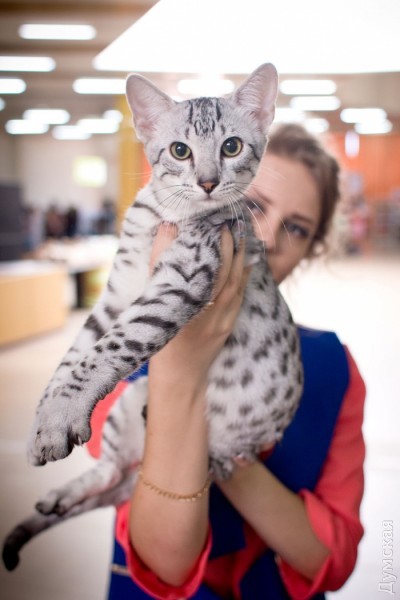 Египетский мау