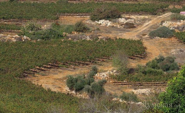 Такие вот в Израиле колхозы