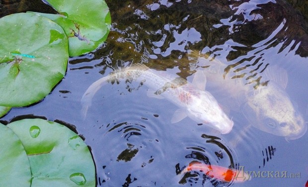 Где-то на территории есть пруд 