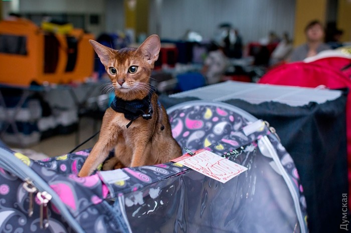 Абиссинская кошка