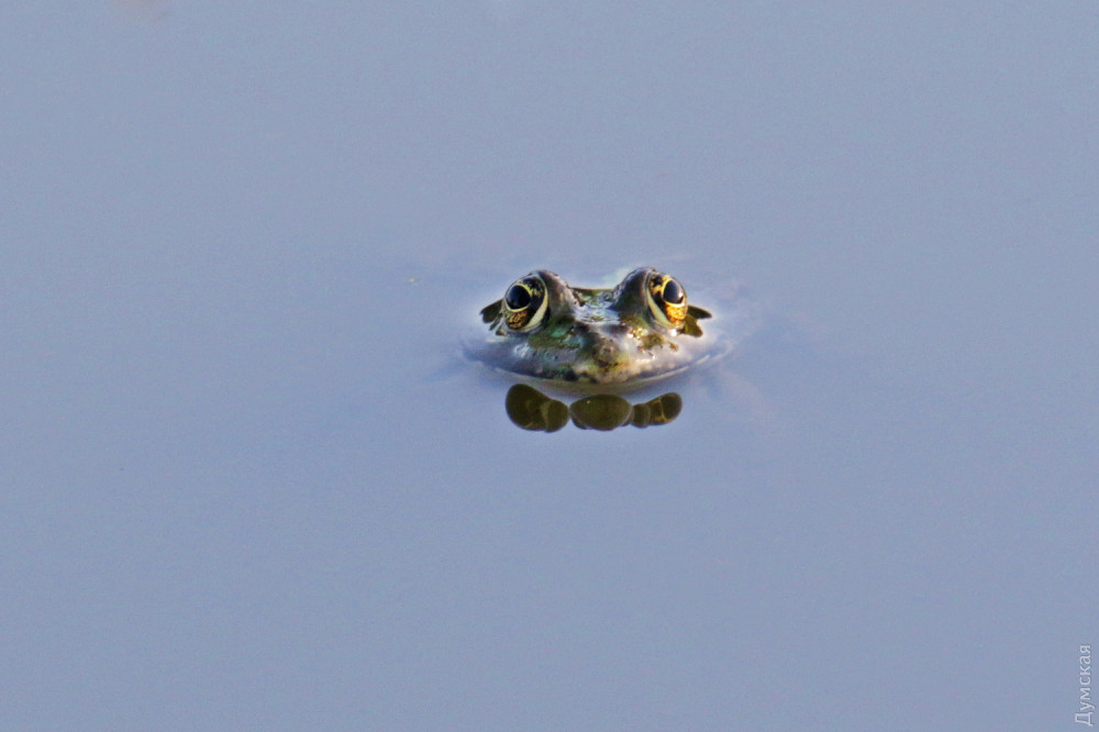 ������������ �������� ��� ������� ������? 