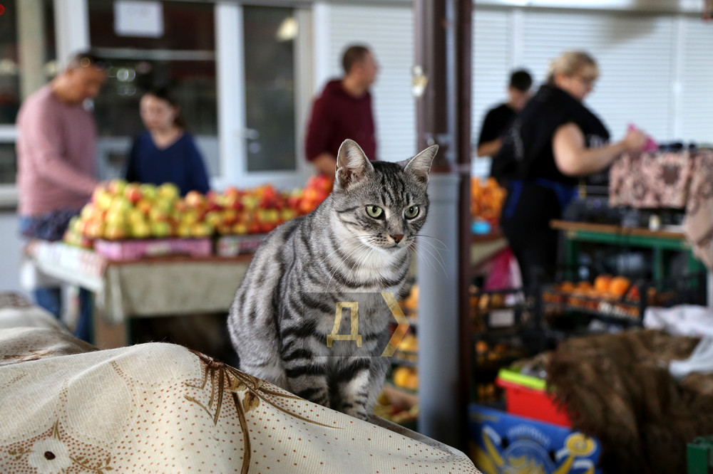 ����� �����