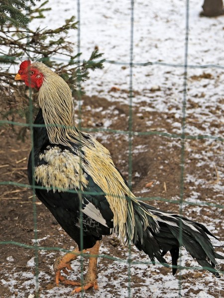 �������� �����