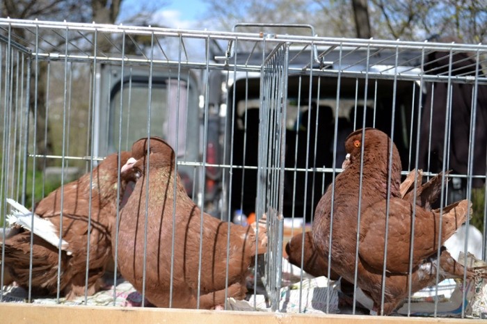 ������ ������ ����