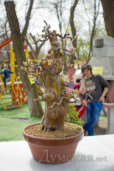 40-������ �������� ���� ����������� ��� ���� �����