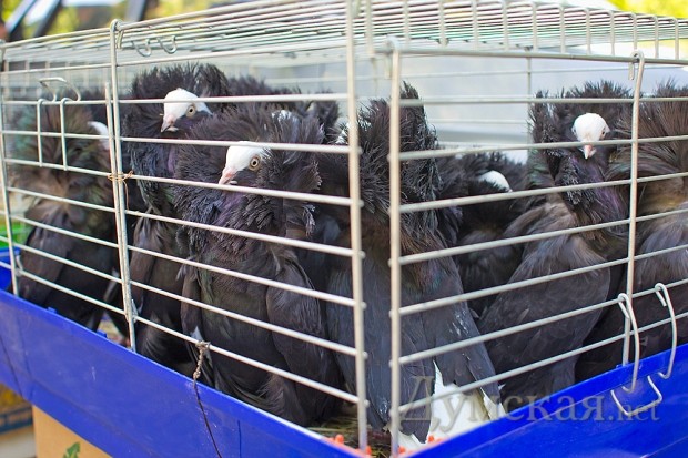 ������ ������ �������