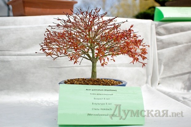 ����������� ���� ������� ����� 10 ��