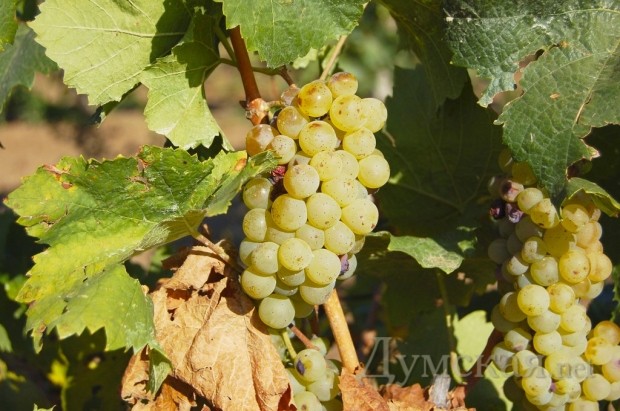 ���� �����������, ���������� � ��� �������������� - ��� ������ �������