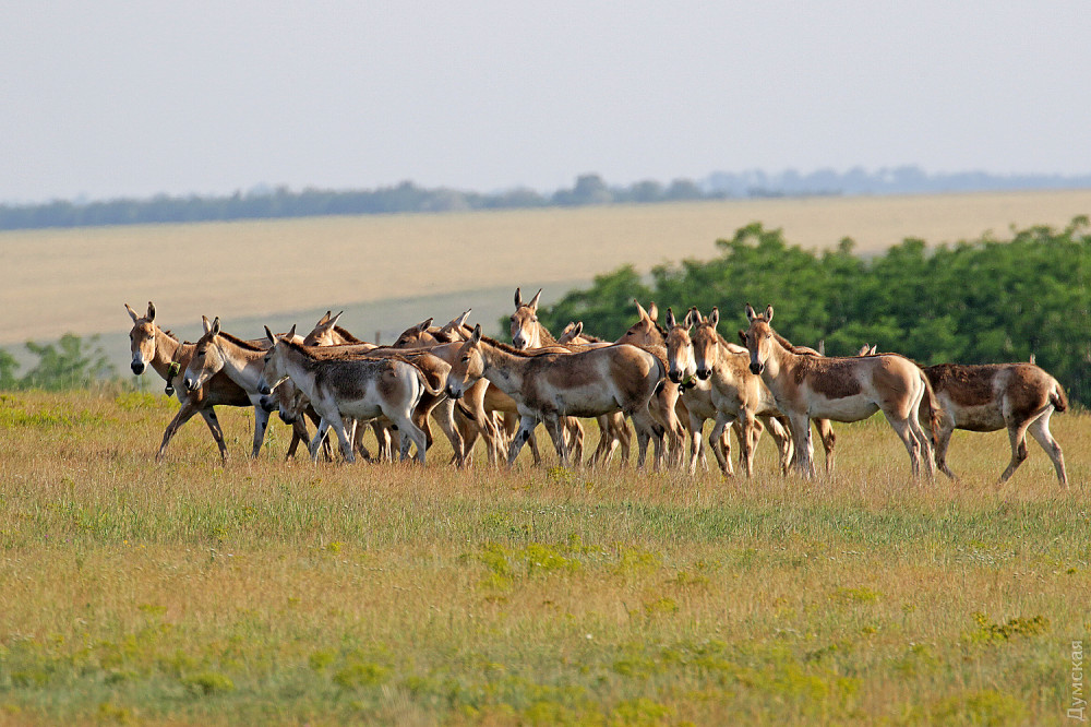 ����� �������