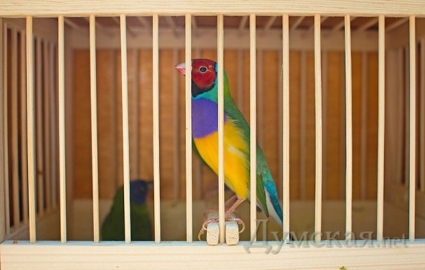 ������� ���������, ������������� ������������� ������