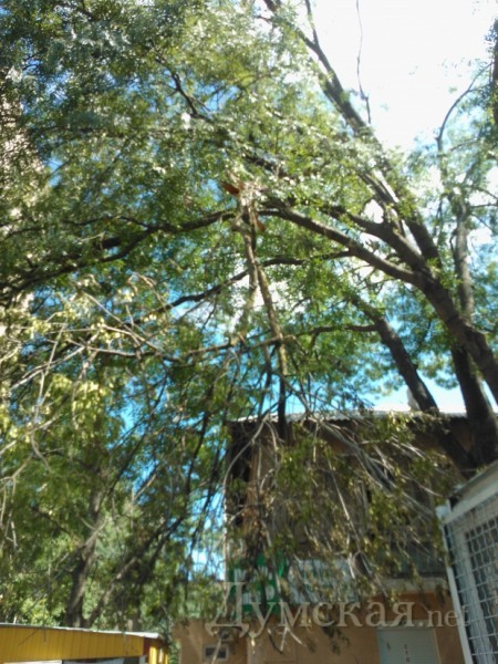 ����� �� ���������, 49  