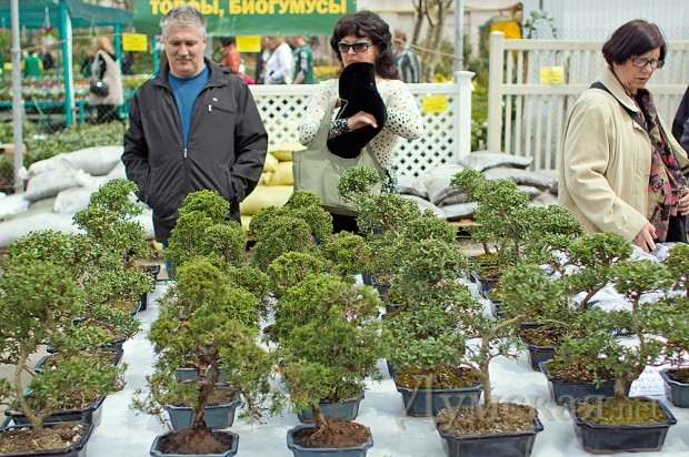 ��������� ��������� ������  ����� ������ �� 700- 1000 ���