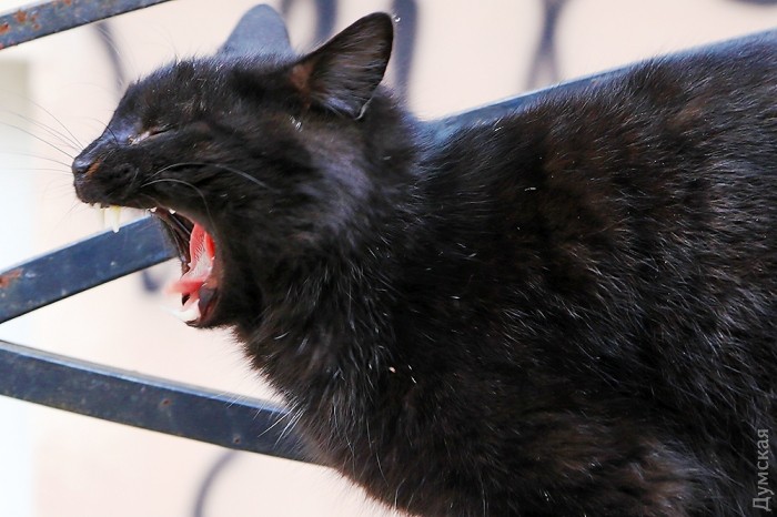 ��������� ������� ������ ���������� �������. ��� �� �������� ��