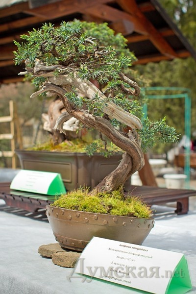 ������������ �������������� ������� � ������������ ����� Bunjingi