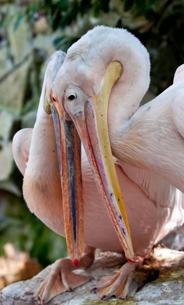 ����, ���������� � ��������