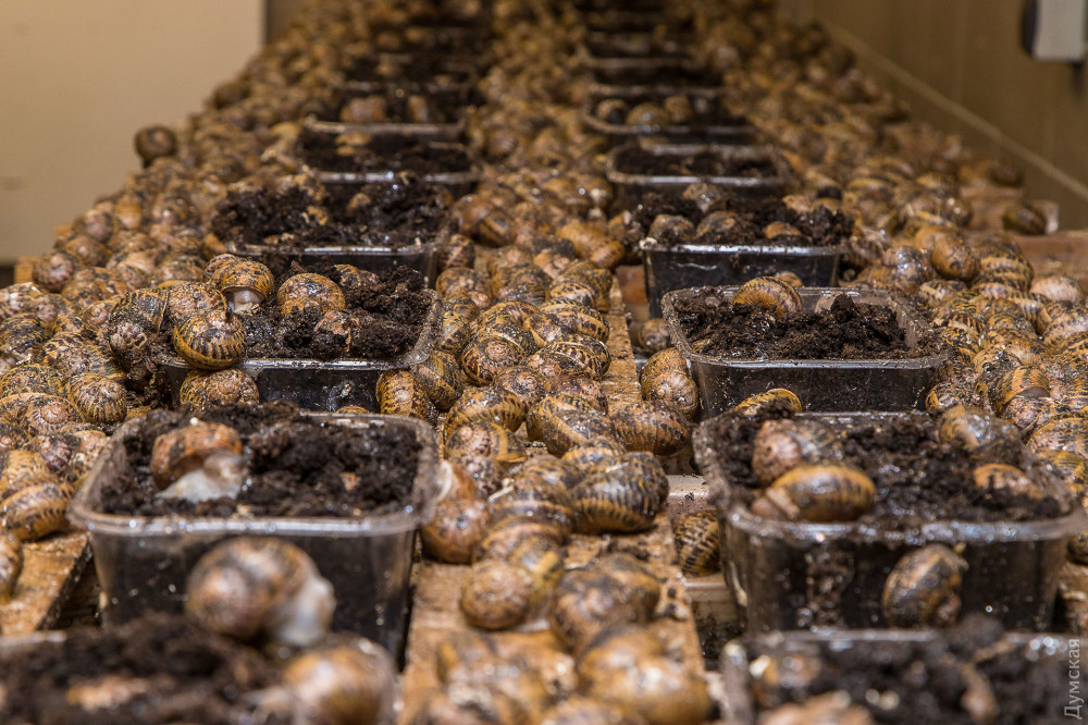 Helix aspersa muller