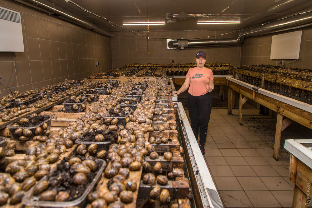 ����� ���������