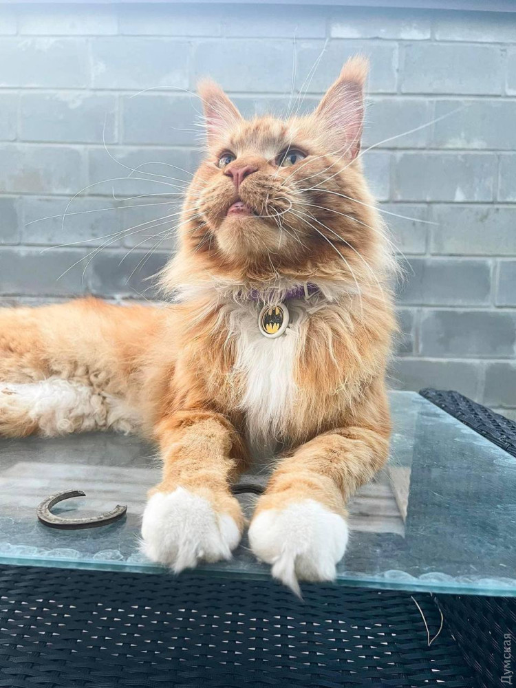 ���� �� ������� ����������