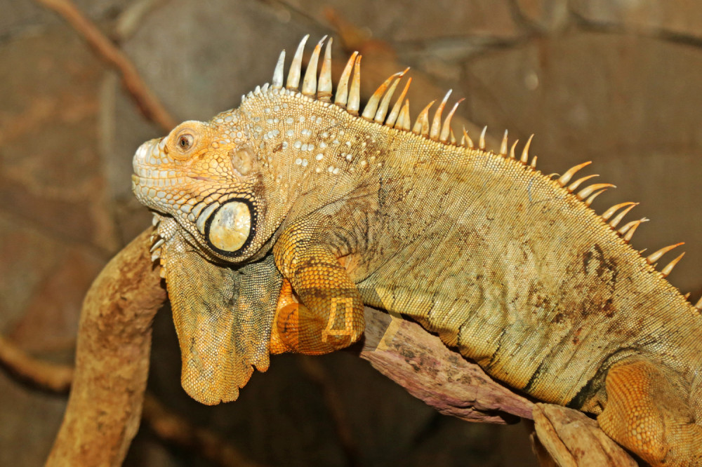 ������ ������������