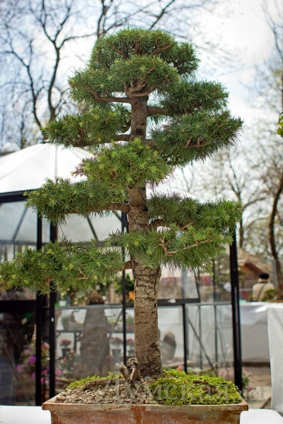 75-������ (50 ��� � ��������) ��������� ����