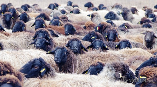 ������������ ������ 