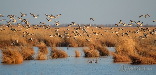 ���� ������� ��������