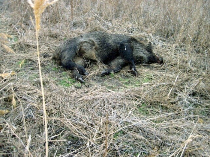 � ��� ���� ������. �������� �� ������ ����� �������� �����