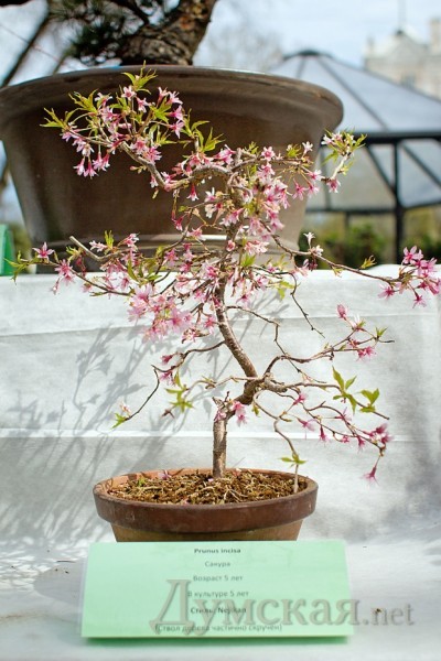 ������ ������ ����������� ������ �������. ����� ���������� ������� � ����� Nejikan