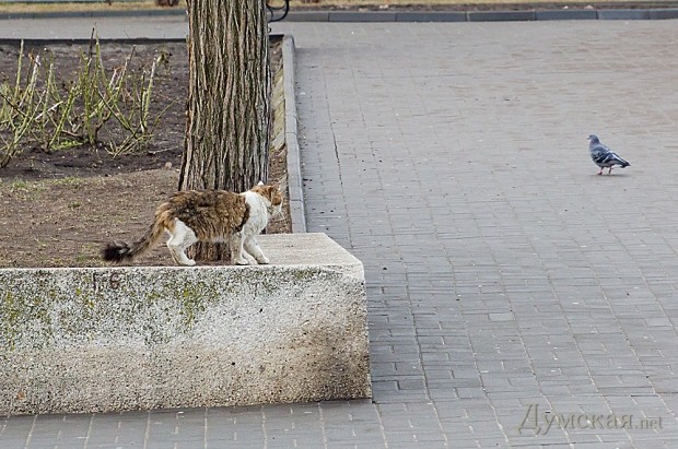 ������ ���� ����� ������ �������