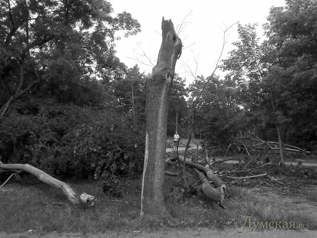 ���������� ������, 2013 ���