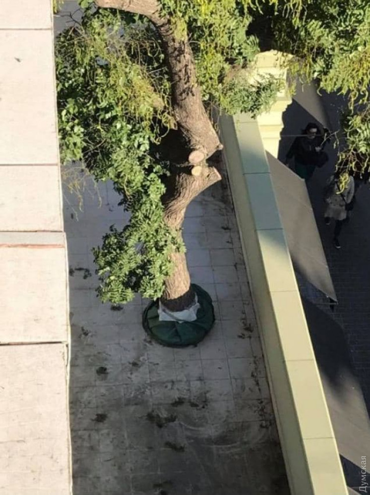 ����. ���� Maksym Vasalatiy