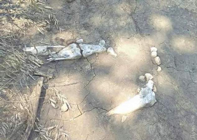 ���� ��������� ���������