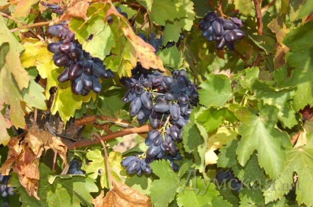 ���� "�������� �������", ������ ����������� ������� � ������� ������������