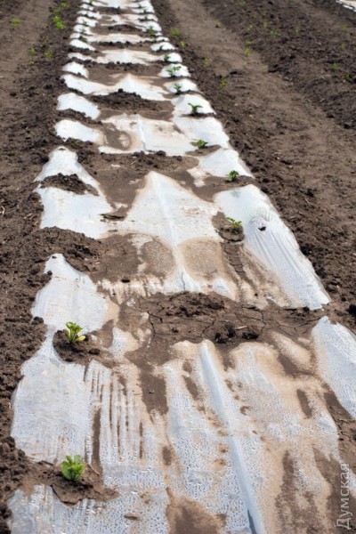 ����� ��� ������ �������� 12 ��������