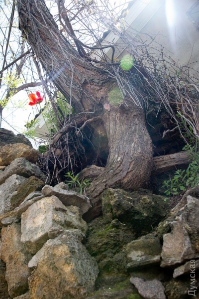 ������ ������� �� �������