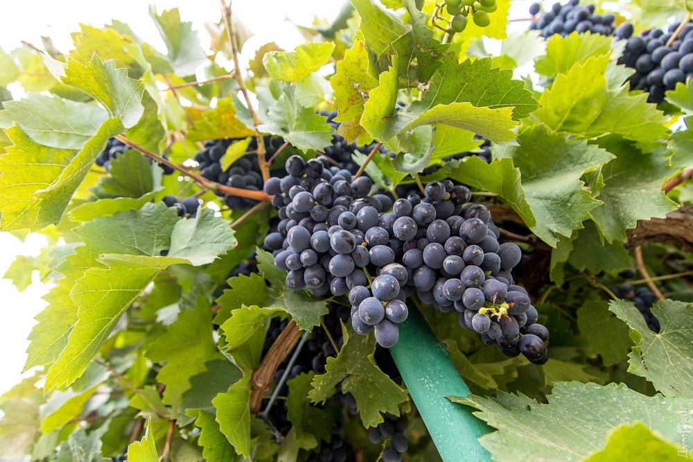 ��� ����� ����� ����������. ������� ��������� � ������������ ������