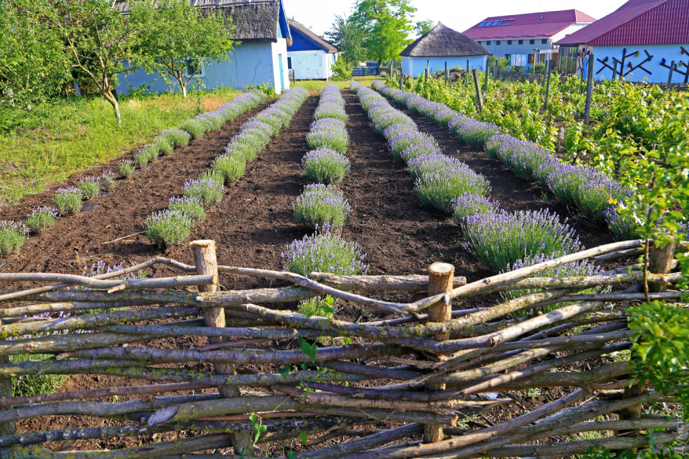 ���������� ����