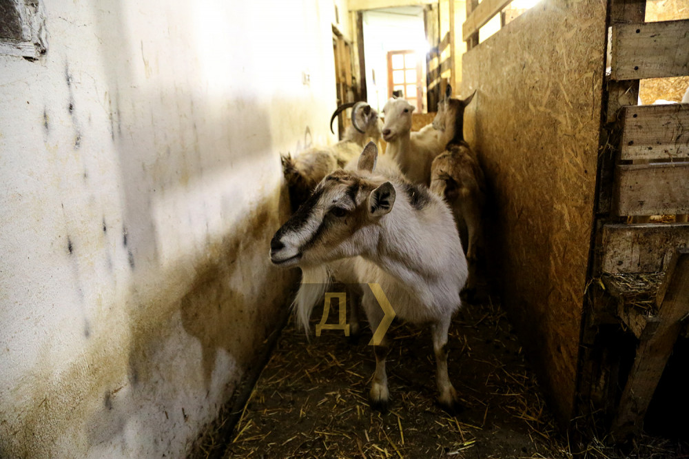 �������� ��� ����� �������