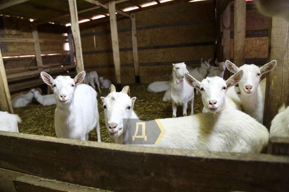 ������� - �������, � �������� ������ - ���������� ����