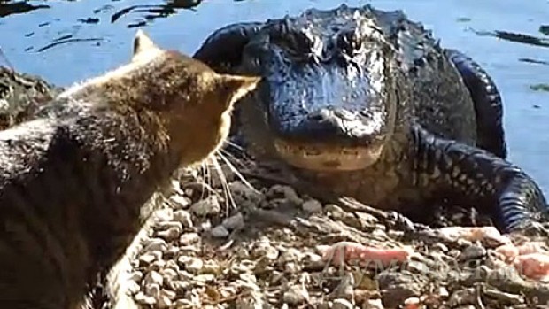 �������� � ����� youtube.com