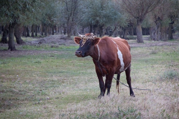 ������ ��������