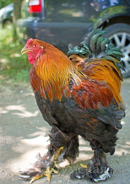 �������� ����� ����� ��������� �� 80 ��