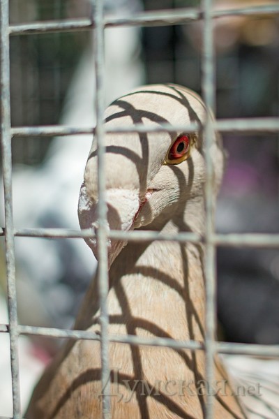 ������-�����