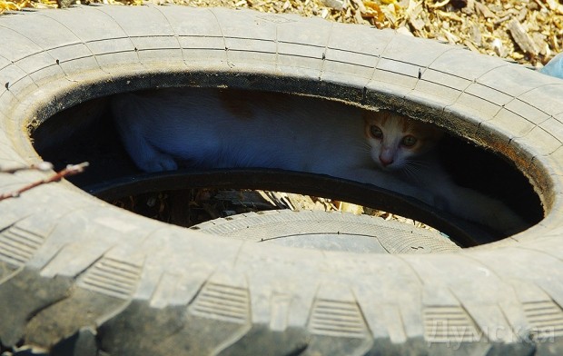 ����� (��� �������) - ������������ ������� ������ ������-��������  