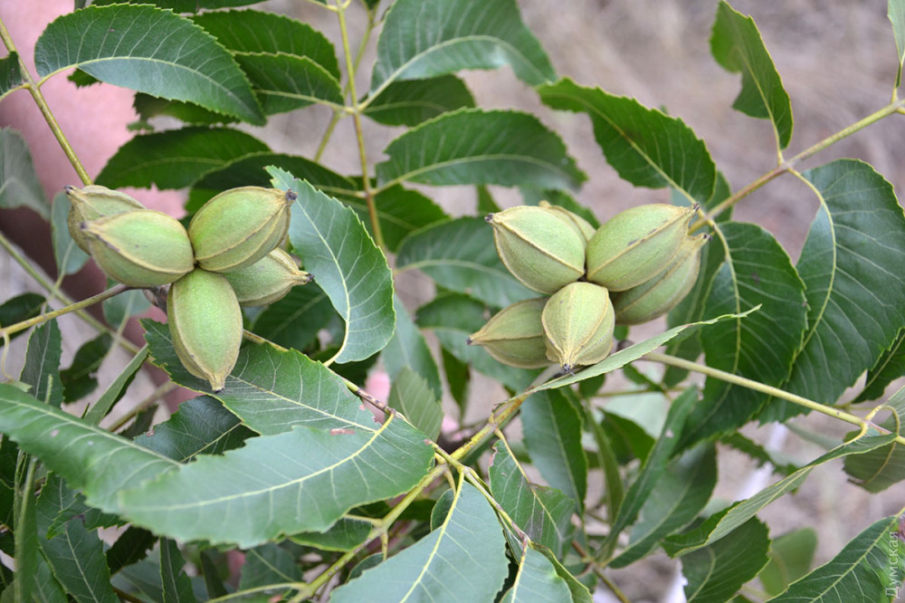 �������� ����� �����