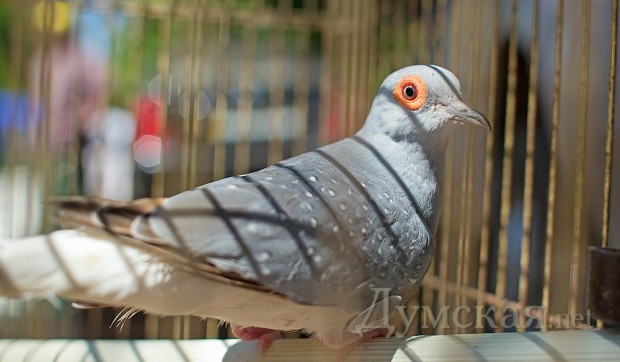 ������������� ������� �������� � �������