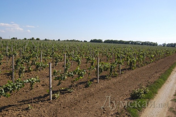 ���� �������� ��� �������� - ��� ���������� ������ � ���������