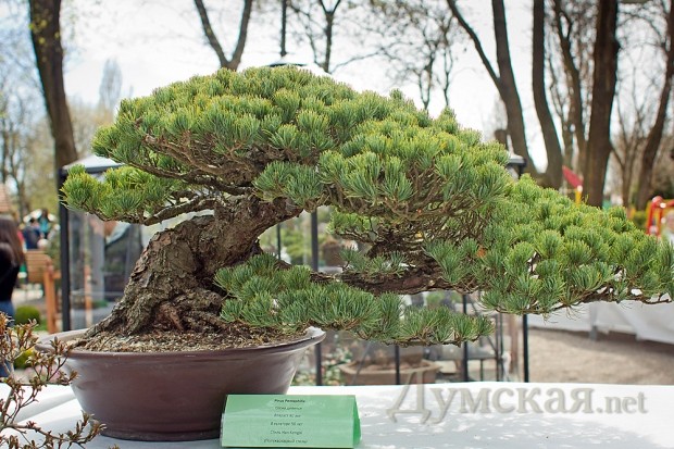 90-������ ������� �����. � �������� (������ ������������) - 50 ���. ������������� �����.