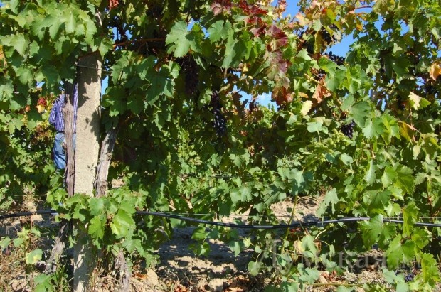 ������� ���������� �������� ������������ �� 319 �������� �������������